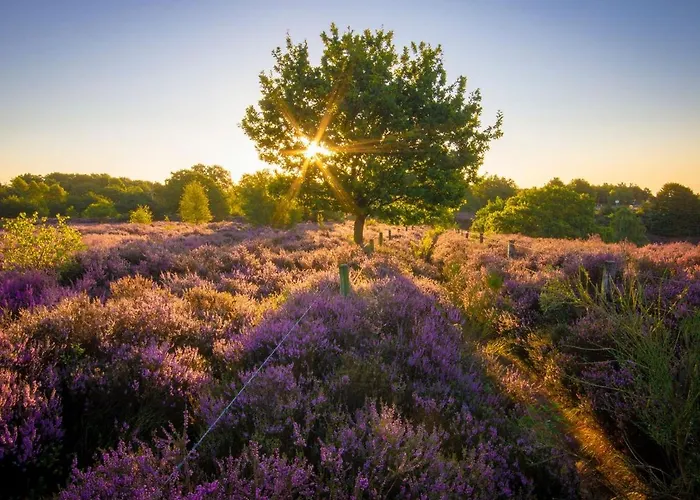 Hotel Landal Gooise Heide Huizen
